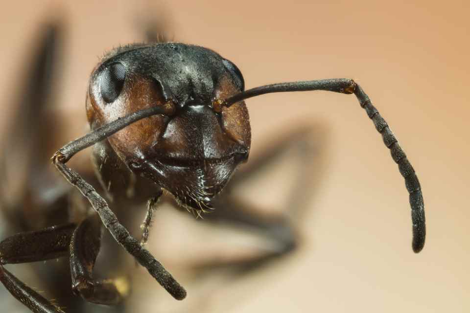 Debellare Formiche Cormano Mi Pi Bor Disinfestazioni